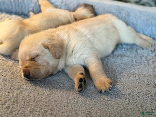 Labrador Retriever dogs Labrador Retriever Puppy 2 - Ad 24