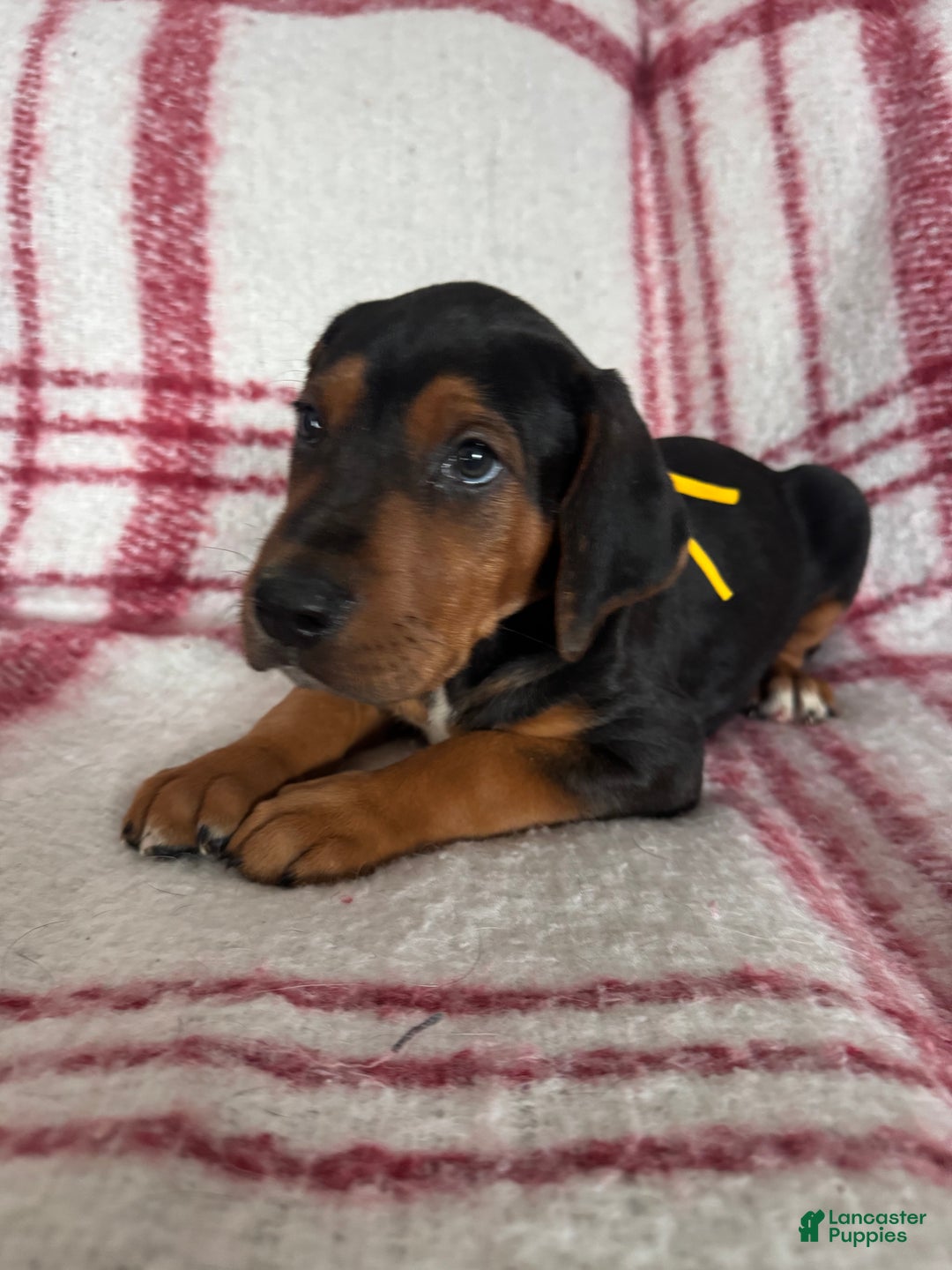 Mixed Breed dogs for sale: Mixed Breed Puppy 4 - Ad 12