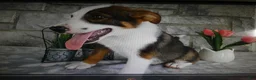 Mixed Breed dogs for sale: Mixed Breed 2 Tiger - Ad 2