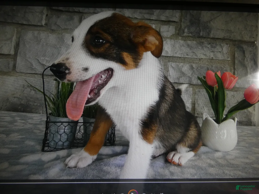 Mixed Breed dogs for sale: Mixed Breed 2 Tiger - Ad 2