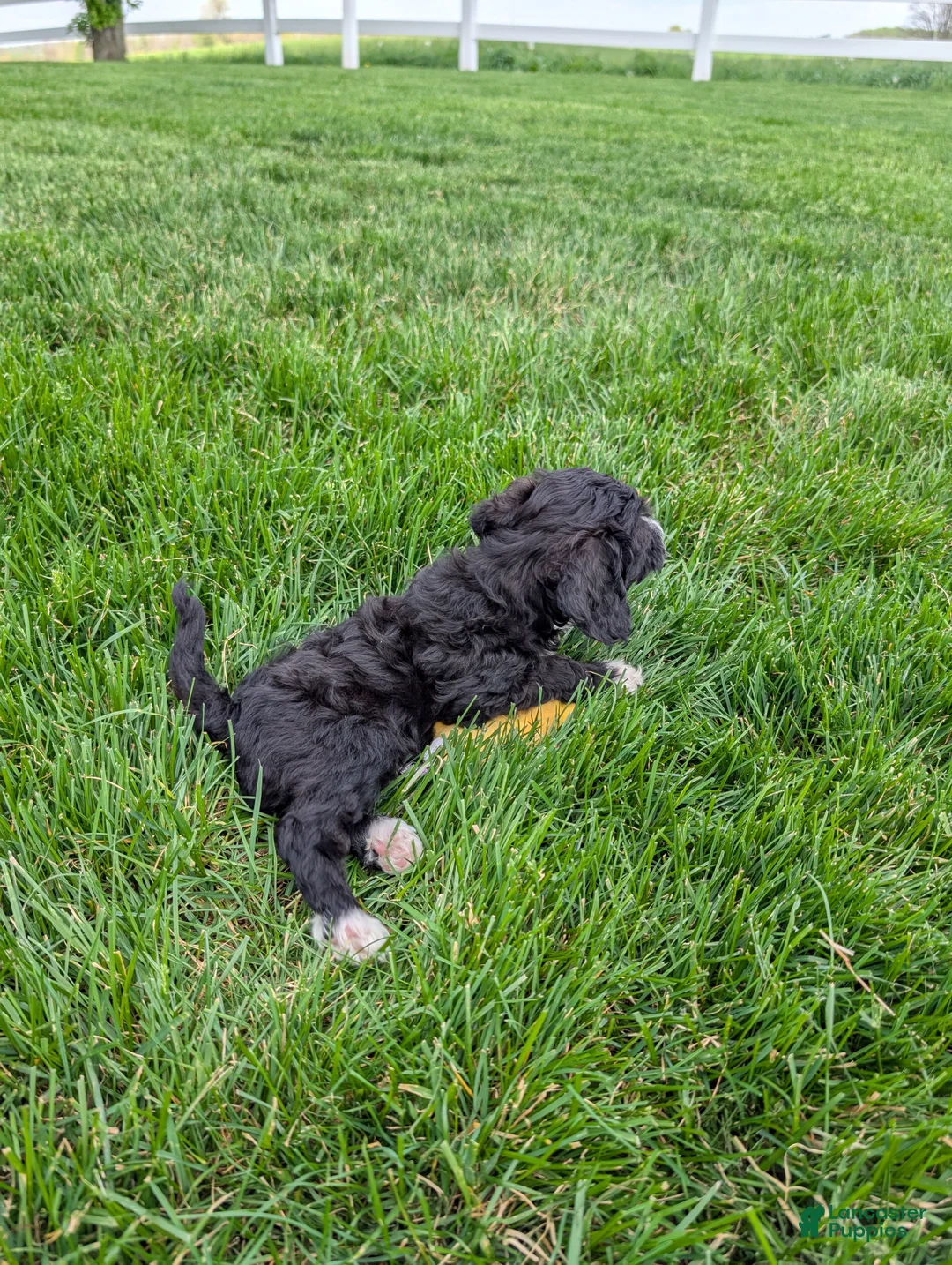Cavapoo dogs for sale: Melanie  - Ad 2