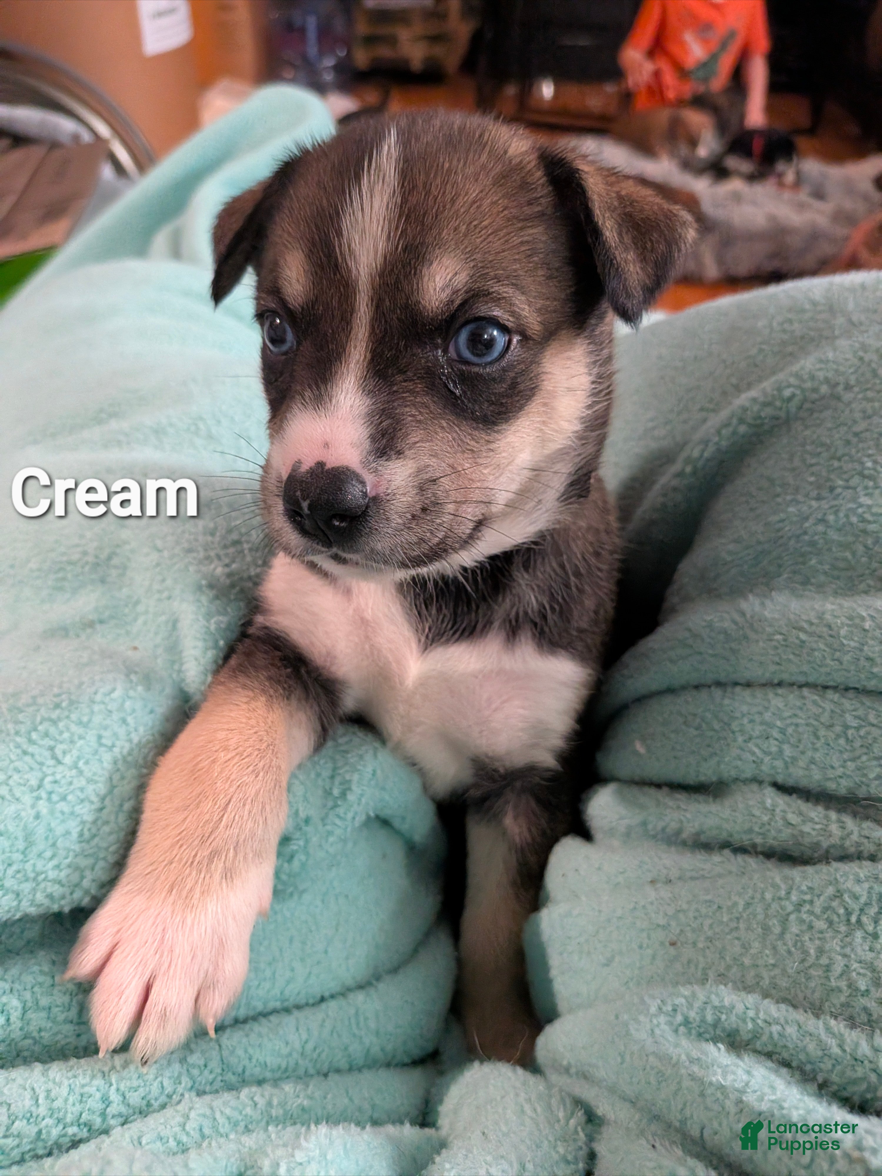 Mixed Breed dogs for sale: Cream collar - Ad 1