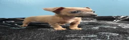 Chihuahua dogs for sale: 🩷MiniChihuahua🩷 - Ad 3