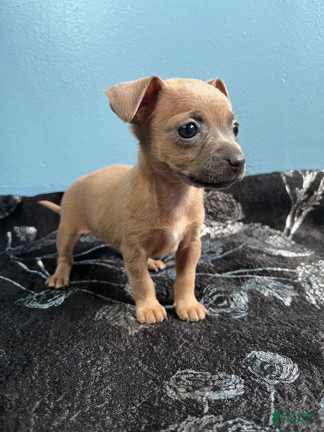 Chihuahua dogs for sale: 🩷MiniChihuahua🩷 - Ad 3