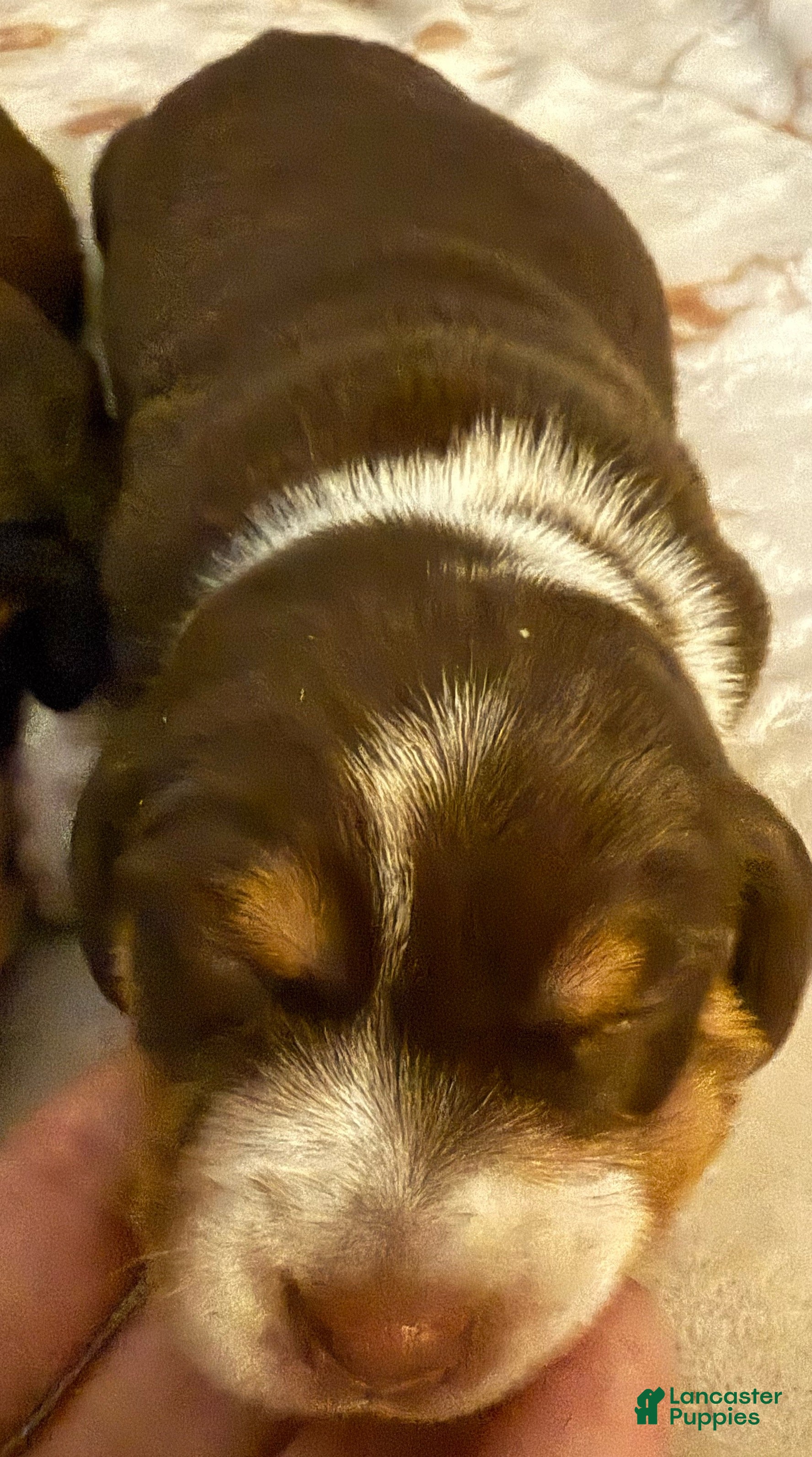 Dachshund dogs Dachshund Puppy 2 - Ad 3