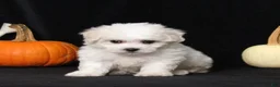 Bichon Frise dogs for sale: Layla - Ad 1