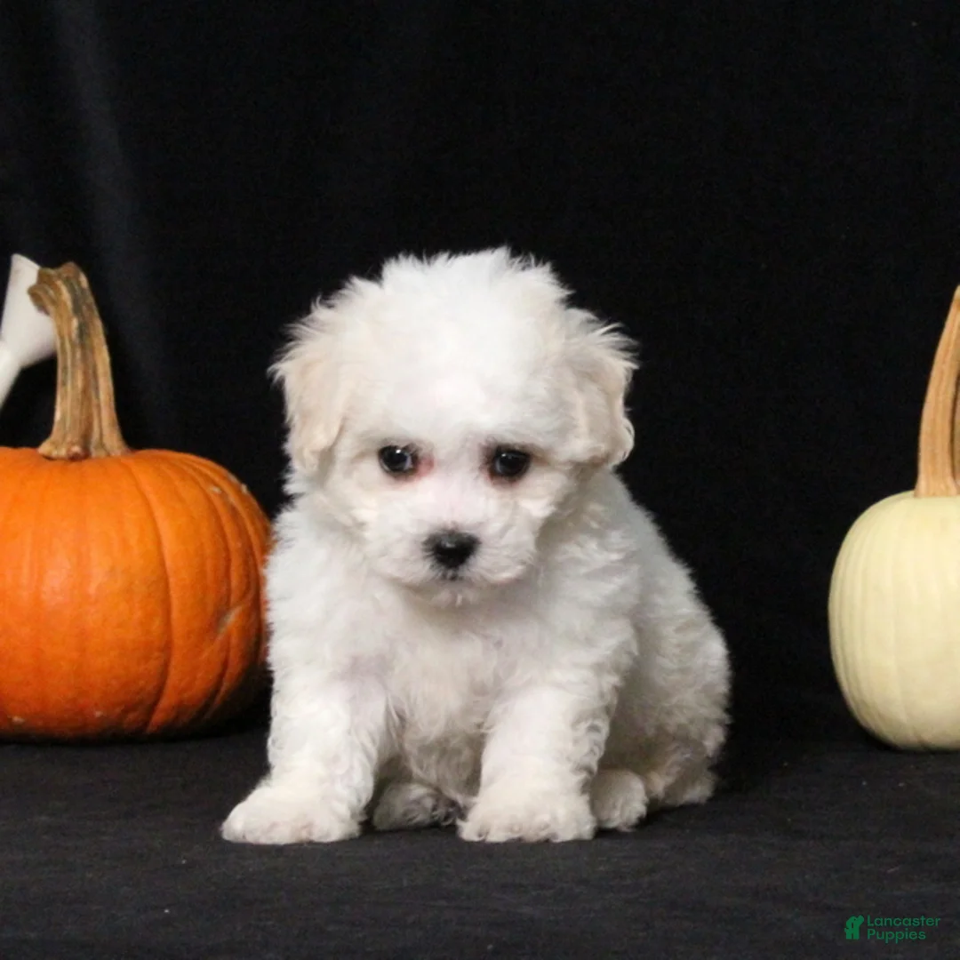 Bichon Frise dogs for sale: Layla - Ad 1