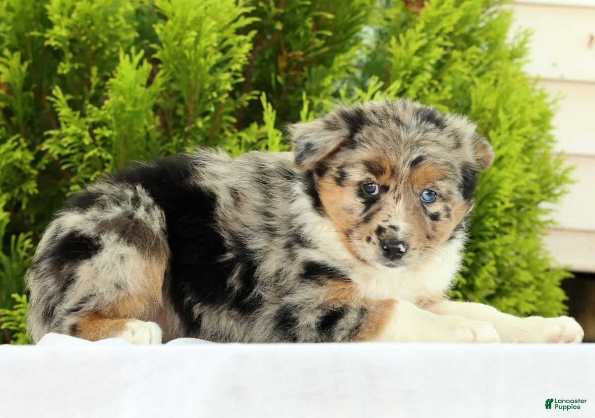 Australian Shepherd dogs for sale: Butterfly - Ad 5
