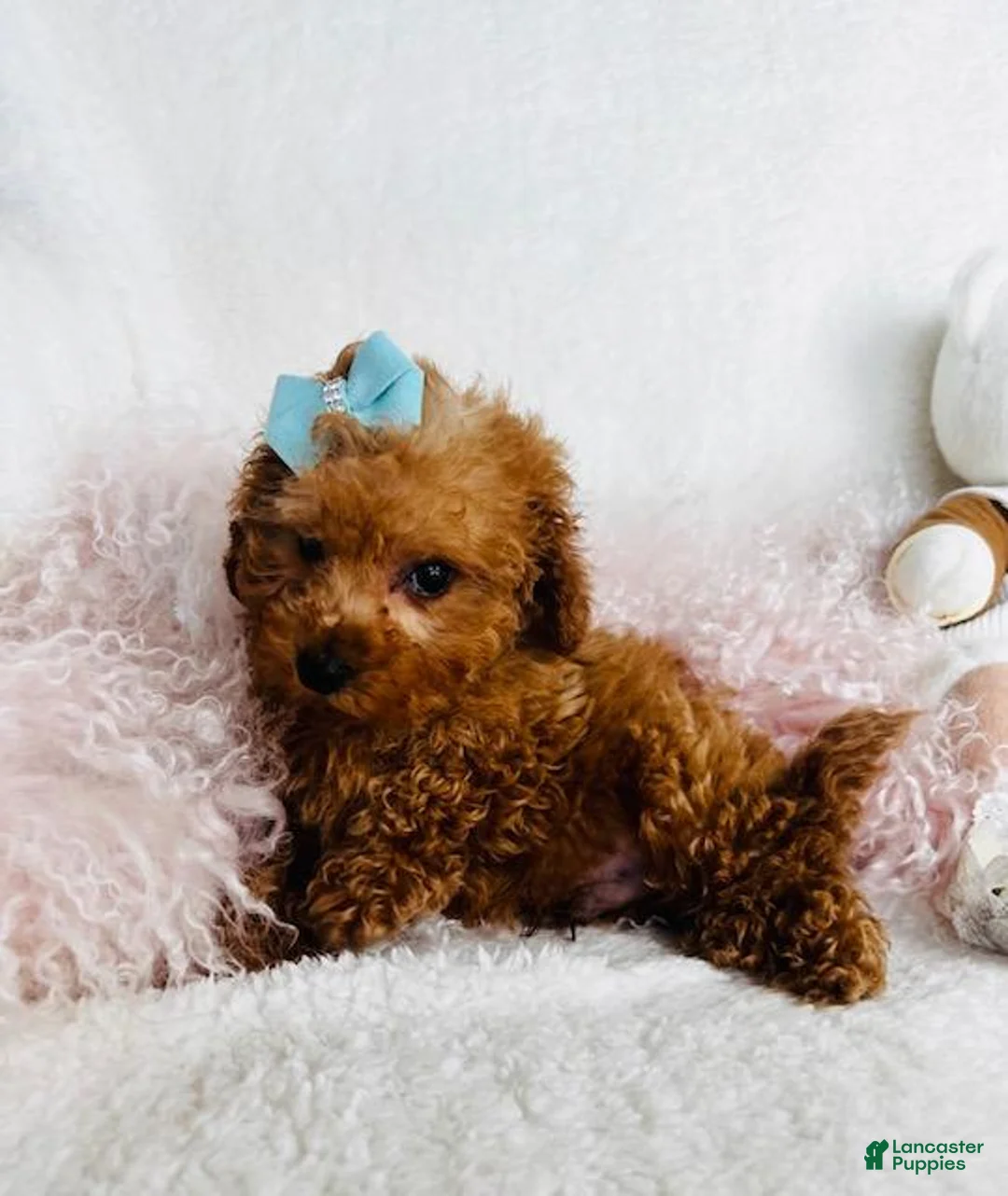 Toy Poodle dogs for sale: Toy Poodle Puppy 2 - Ad 3