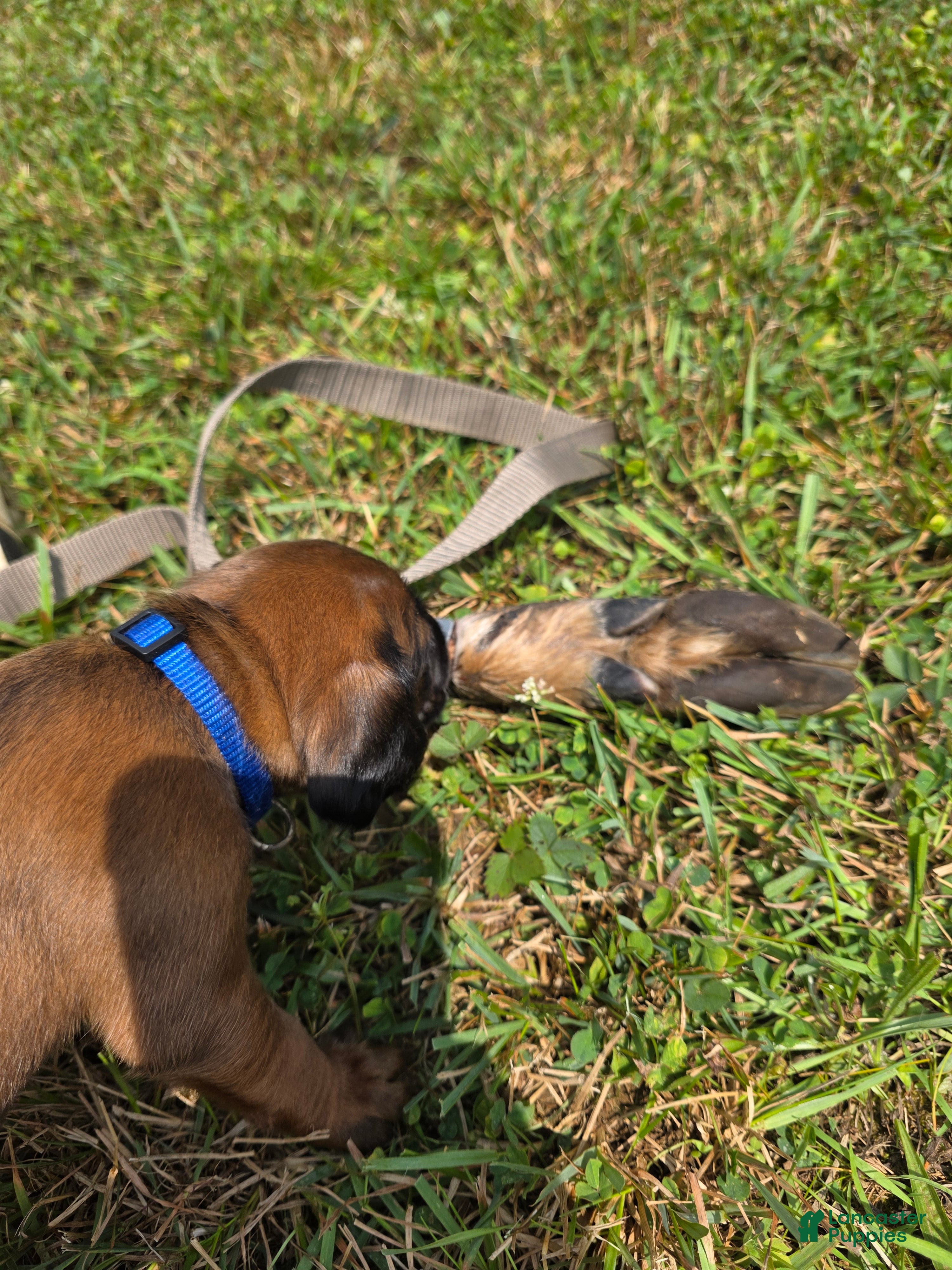 Other breed dogs Bavarian Mountain Scent Hound Blue Male Puppy - Ad 8