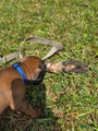Bavarian Mountain Scent Hound Blue Male Puppy