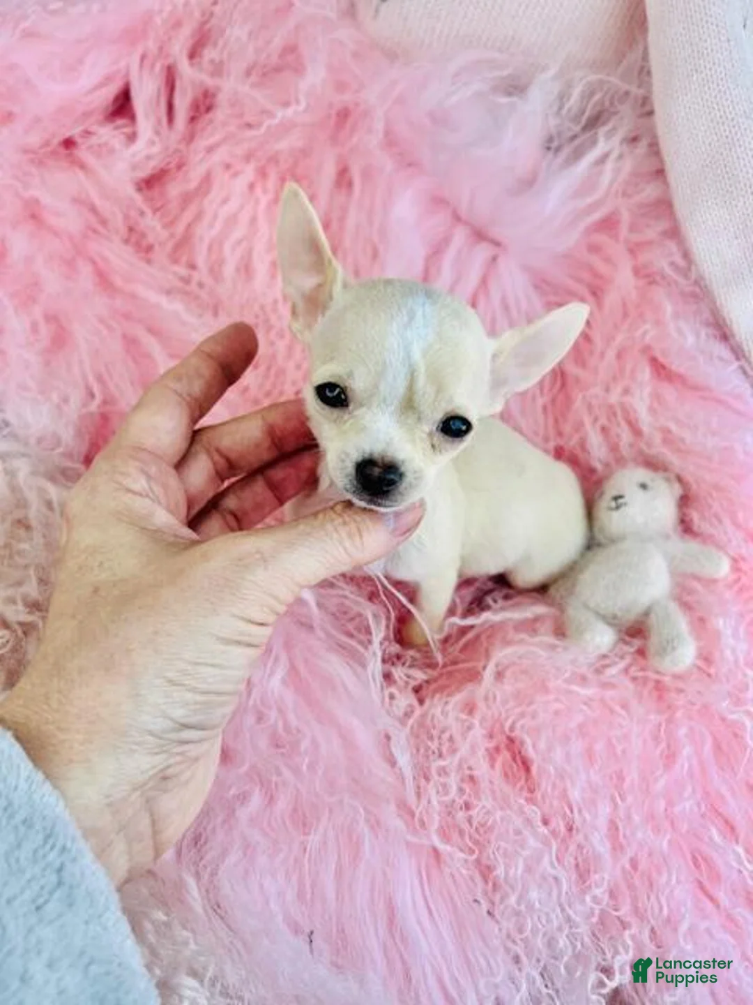 Chihuahua dogs for sale: Chihuahua Puppy 1 - Ad 2
