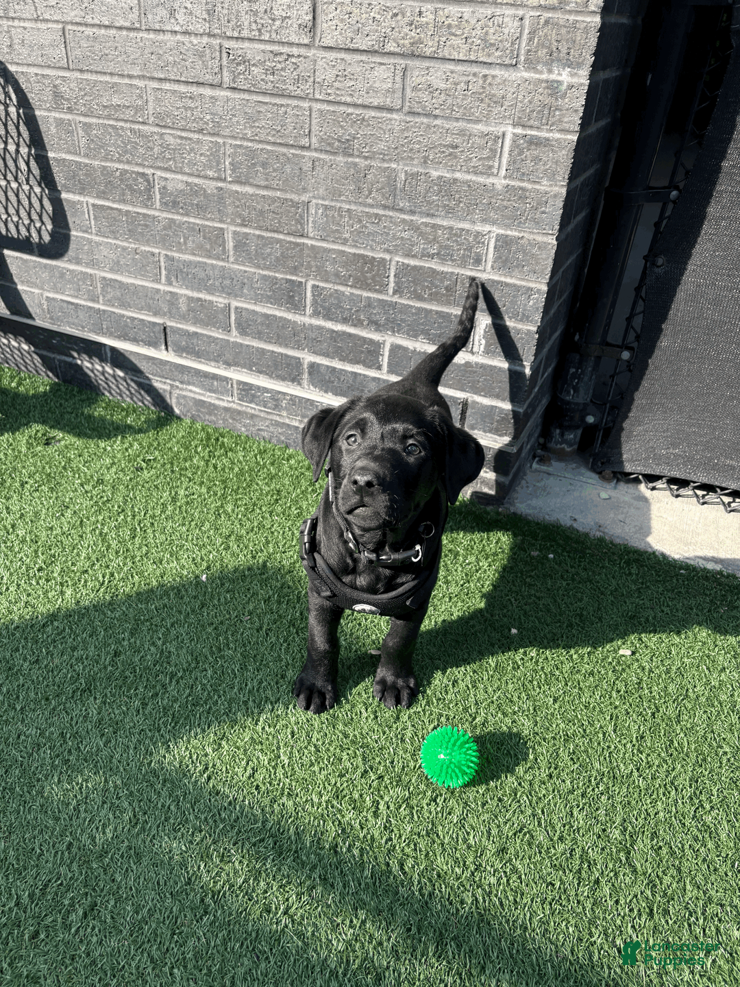 Labrador Retriever dogs for sale: JORDAN - Ad 2