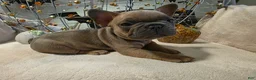 French Bulldog dogs for sale: Walter  - Ad 3