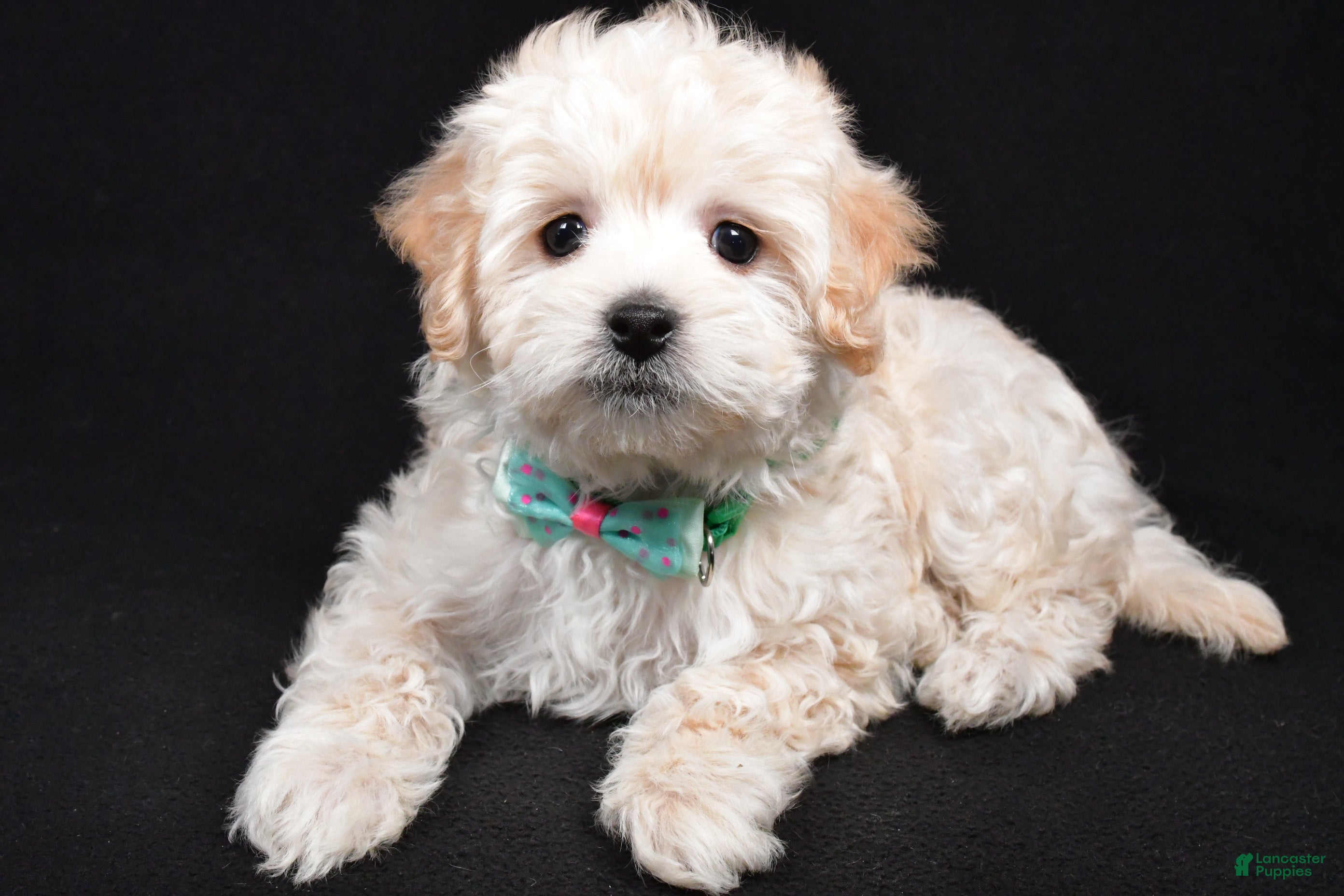 Maltipoo dogs Jack - Ad 2