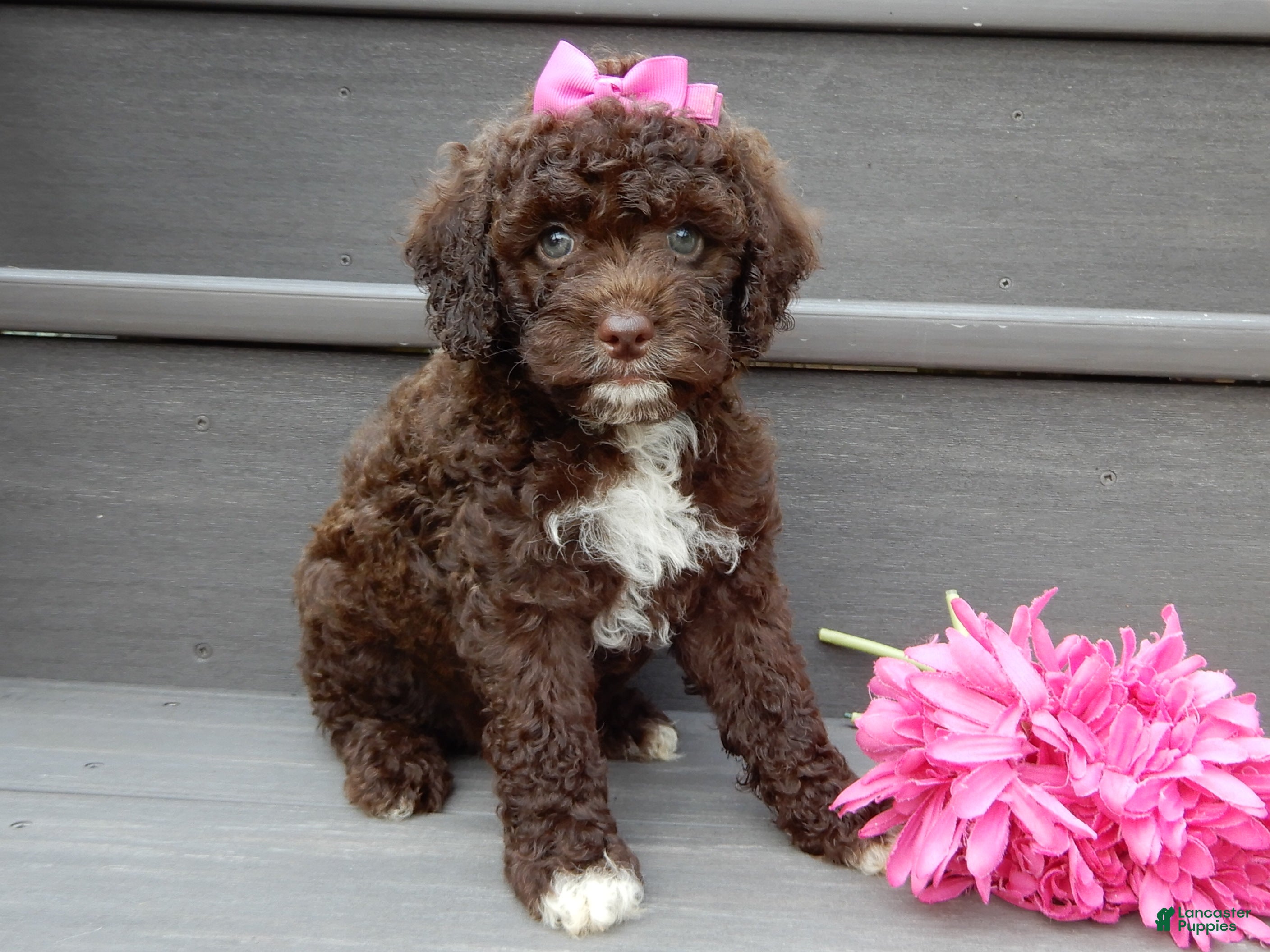 Cockapoo dogs Amie - Ad 1