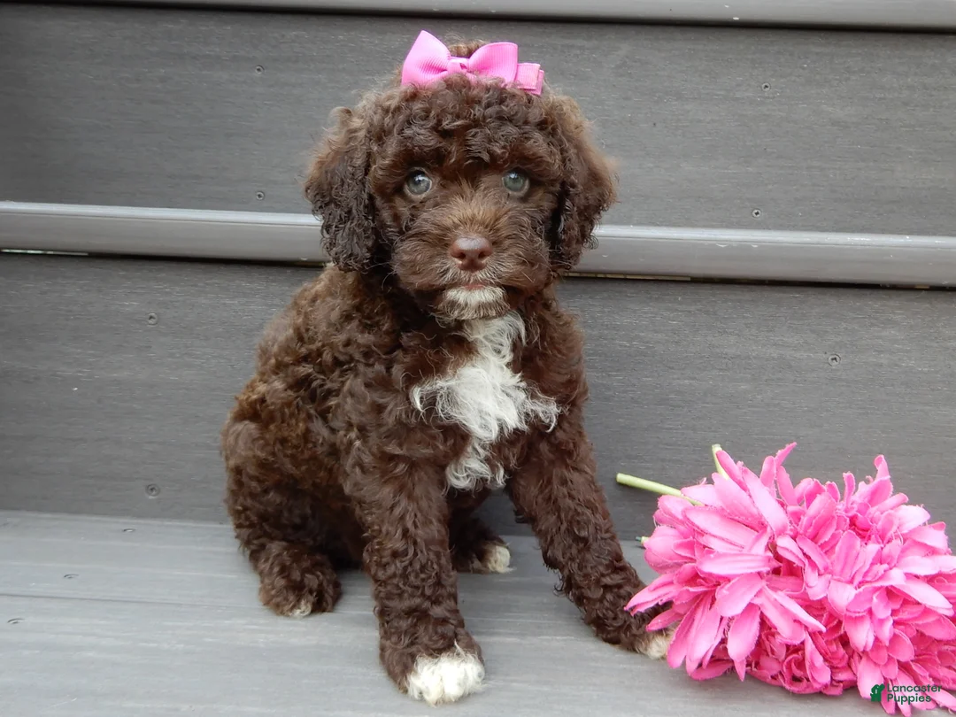 Cockapoo dogs for sale: Amie - Ad 1