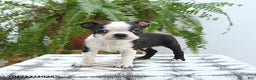 Boston Terrier dogs for sale: Jersey - Ad 4