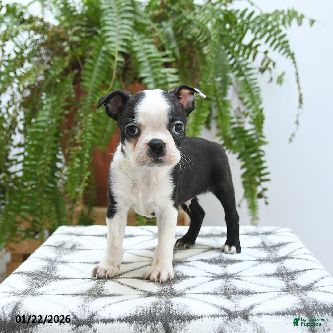 Boston Terrier dogs for sale: Jersey - Ad 4