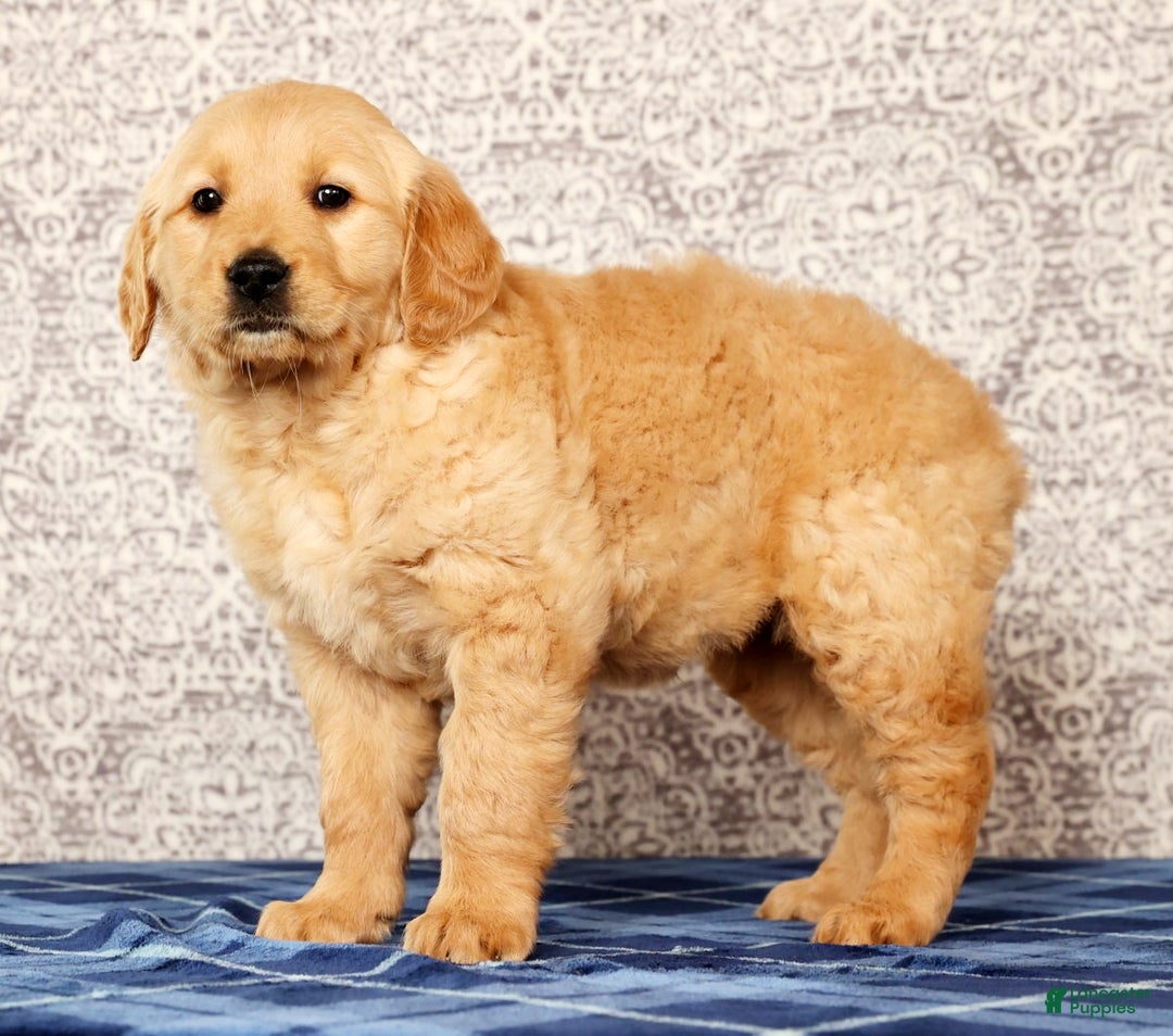 Golden Retriever dogs for sale: Becca - Ad 5