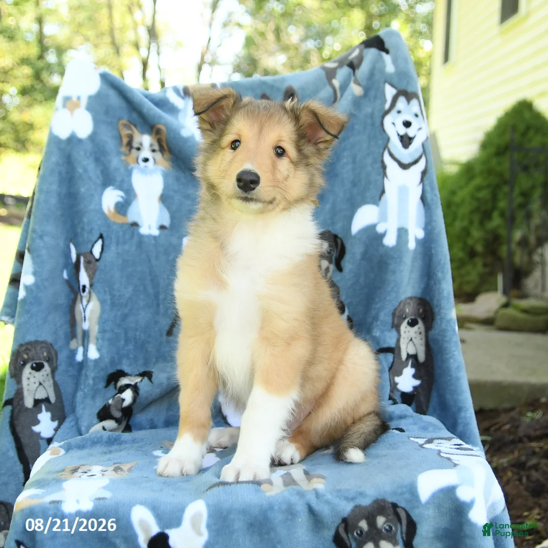 Collie dogs for sale: Olivia - Ad 1
