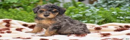 Miniature Poodle dogs for sale: Daisy - Miniature - Ad 1