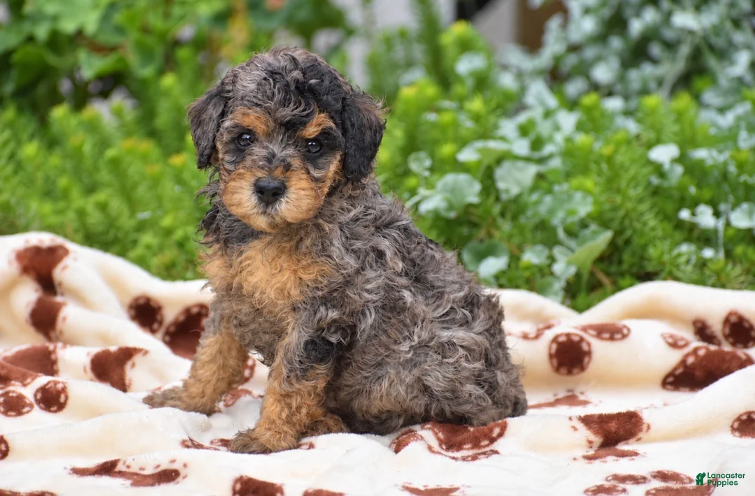 Miniature Poodle dogs for sale: Daisy - Miniature - Ad 1