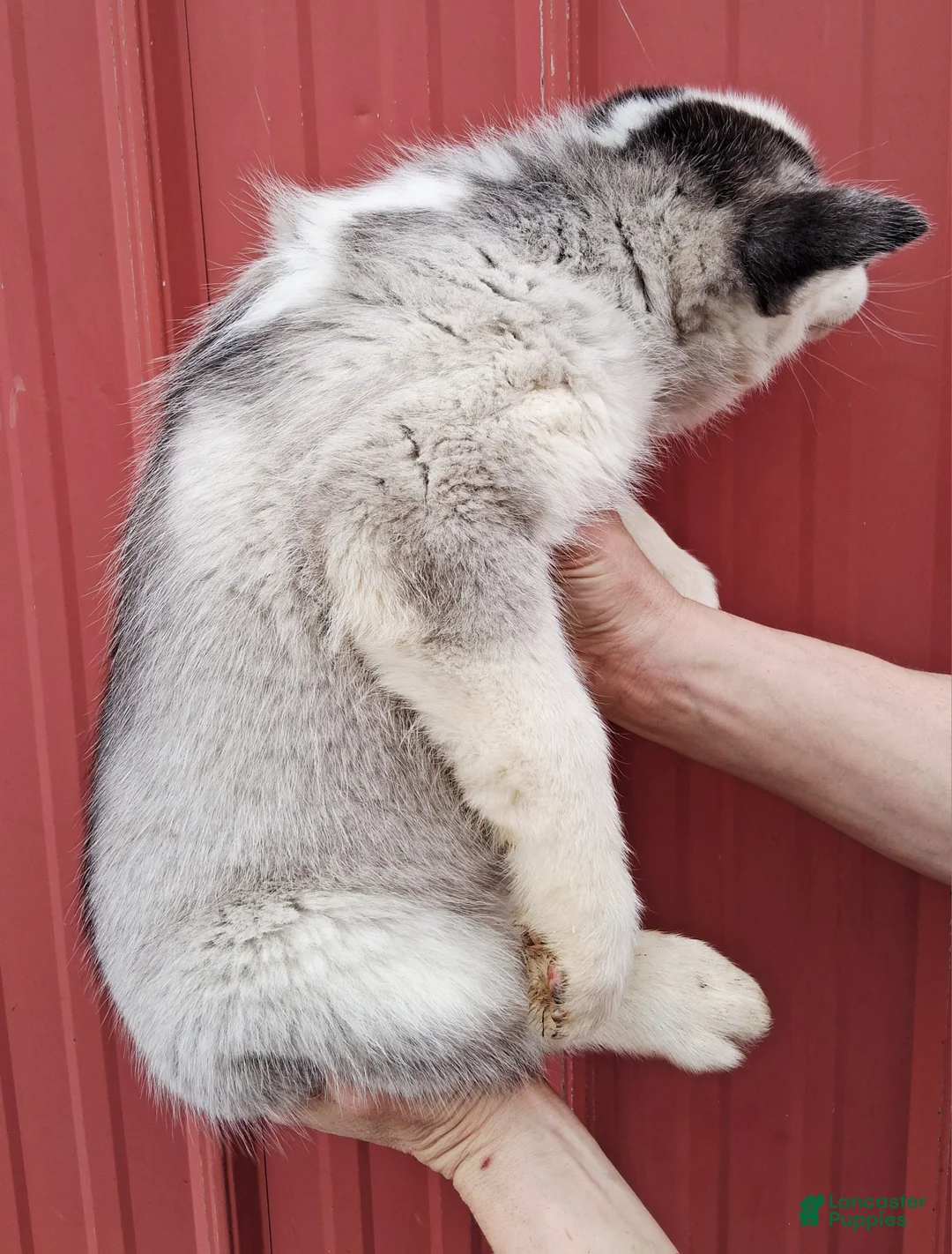 Siberian Husky dogs for sale: Trigger - Ad 3