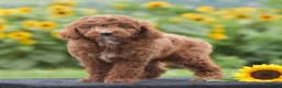Miniature Poodle dogs for sale: Linnie - Ad 4