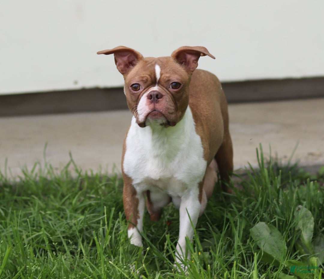 Boston Terrier dogs for sale: Harrison - Ad 7