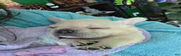 French Bulldog dogs for sale: Padme Amidala  - Ad 7