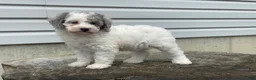 Miniature Poodle dogs for sale: Dimples Miniature Poodle  - Ad 5