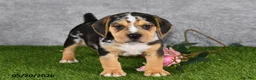 Beabull dogs for sale: Treyson - Ad 3