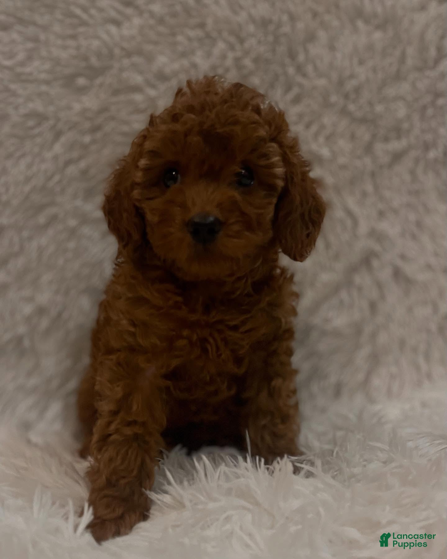 Toy Poodle dogs Milo - Ad 37