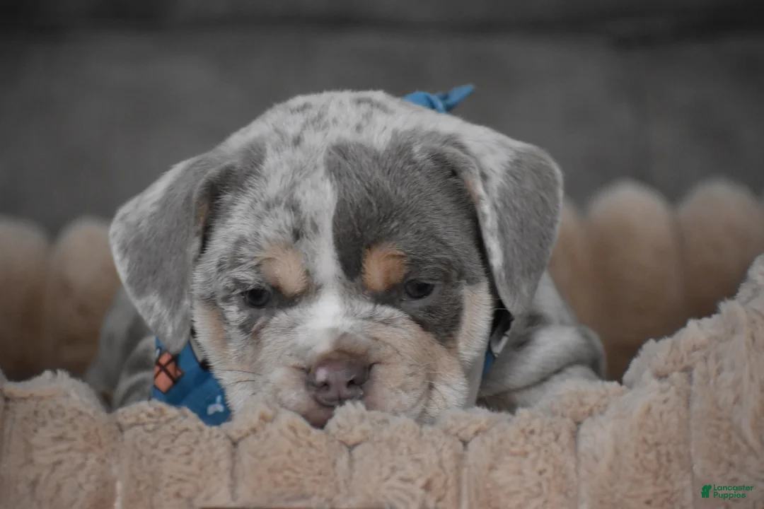 Beabull dogs for sale: Foster - Ad 9