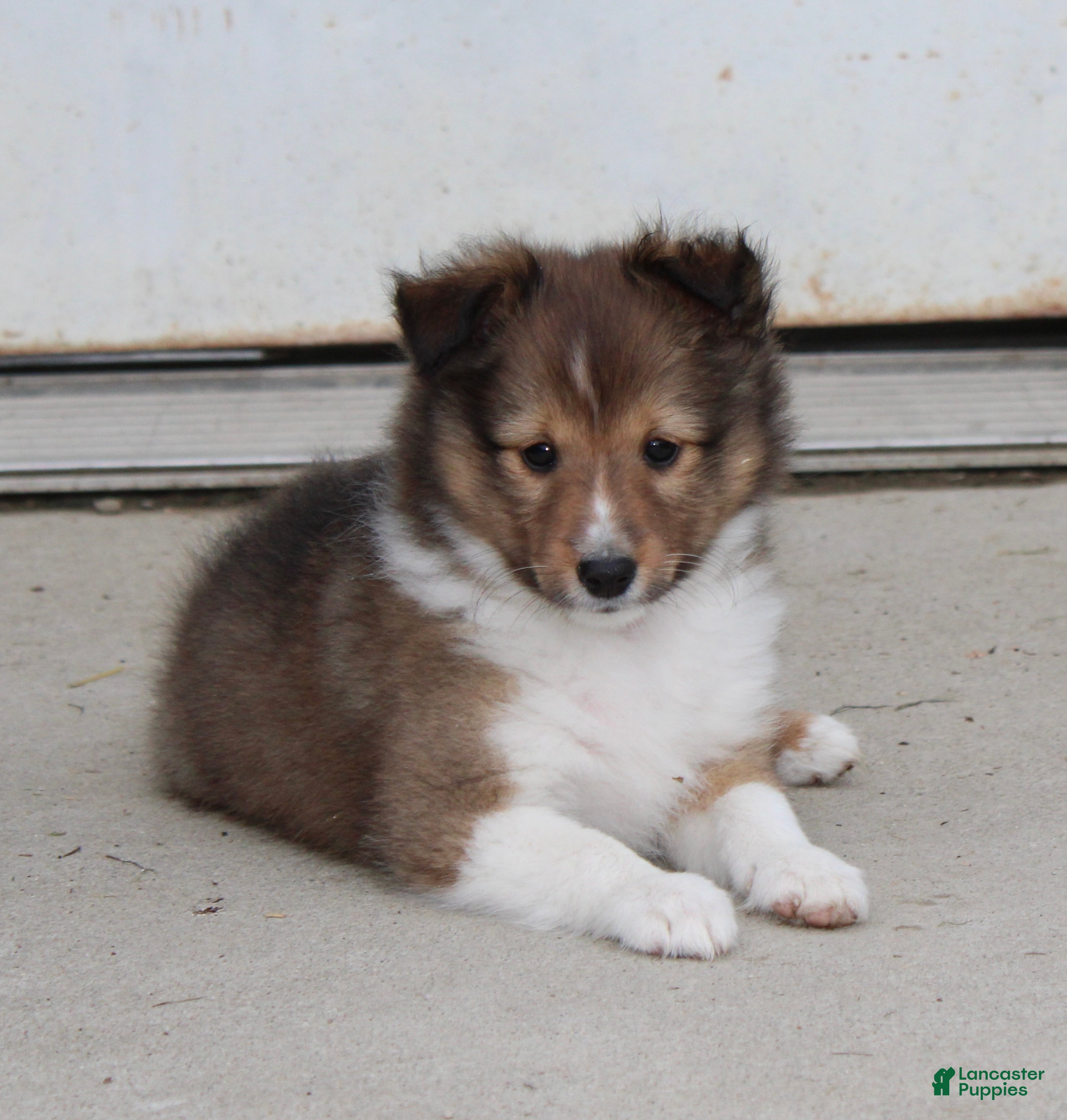 Shetland Sheepdog dogs Leo ‘ Arfy  - Ad 1