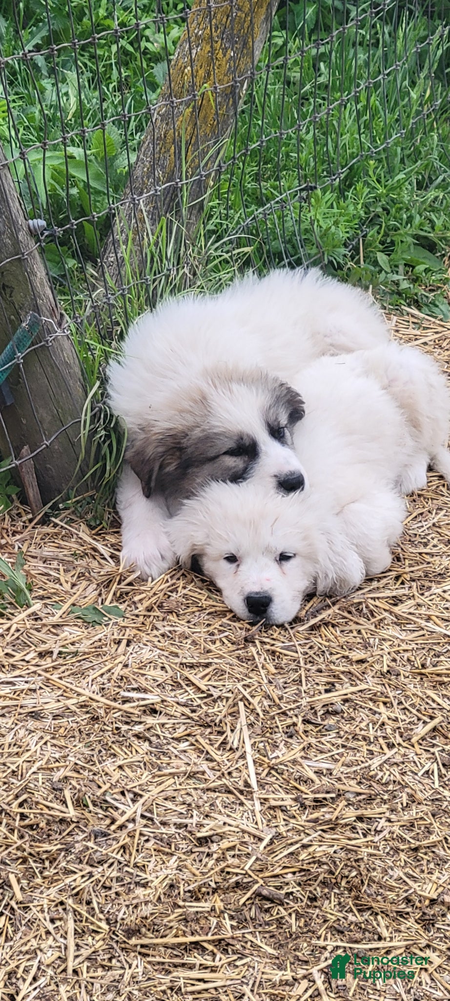 Great Pyrenees dogs Great Pyrenees Puppy 1 - Ad 11
