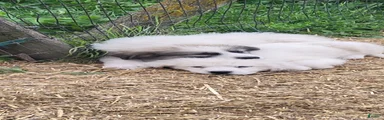 Great Pyrenees Puppy 1