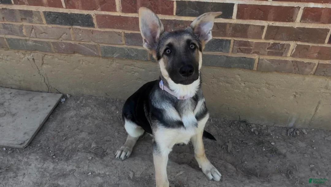 German Shepherd dogs for sale: German Shepherd 2 - Ad 1