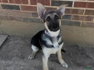 German Shepherd dogs for sale: German Shepherd 2 - Ad 2