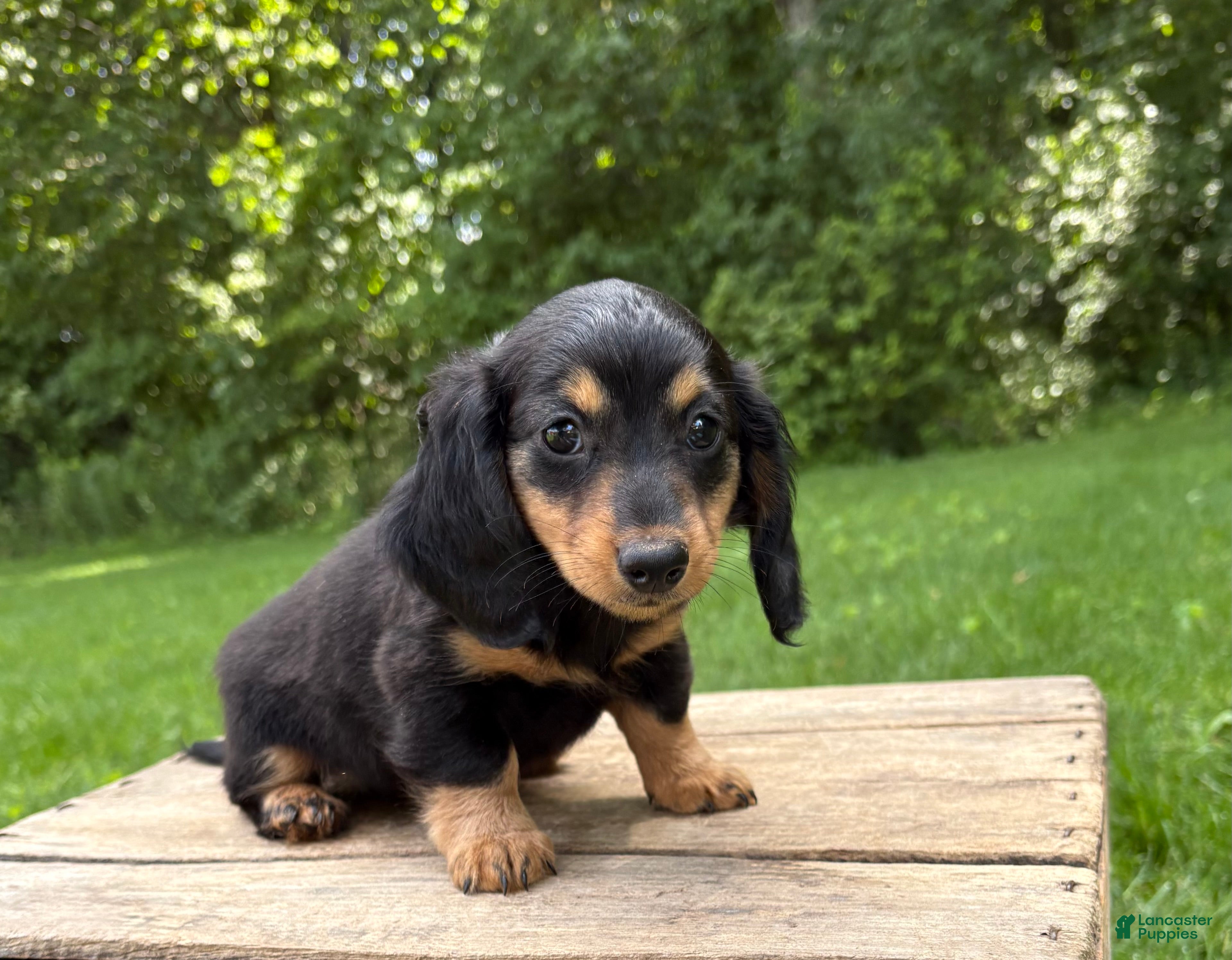 Miniature Dachshund dogs Olive - Ad 2