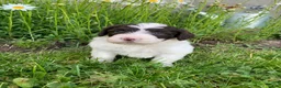 Portuguese Water Dog dogs for sale: Macy - Ad 3