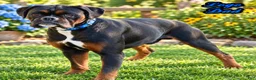Boxer dogs for sale: Zeus Male AKC Boxer - Ad 10
