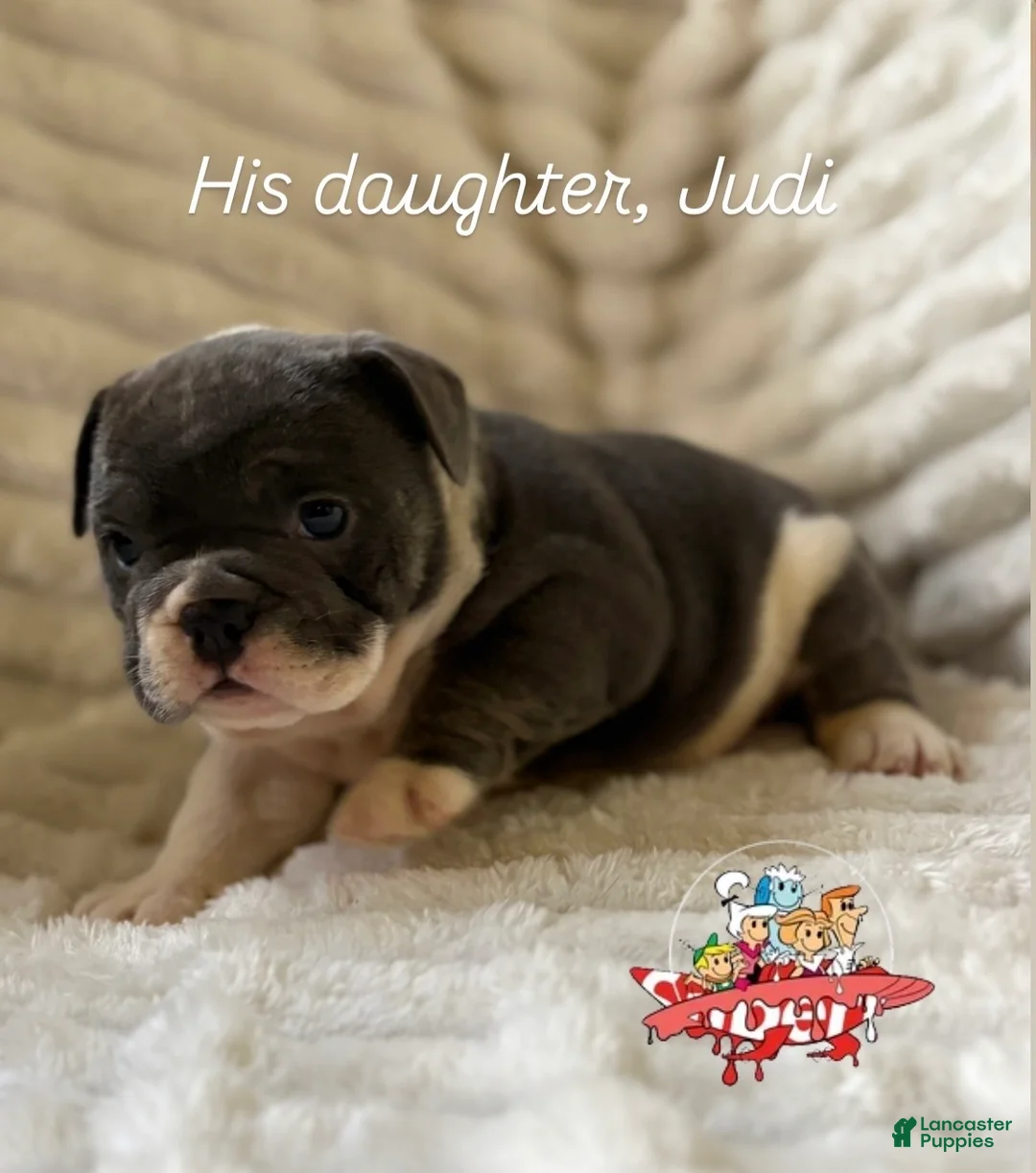 Mixed Breed dogs for sale: Judy  - Ad 1