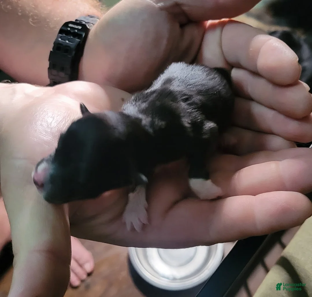 Miniature Australian Shepherd dogs for sale: Brynn - Ad 2