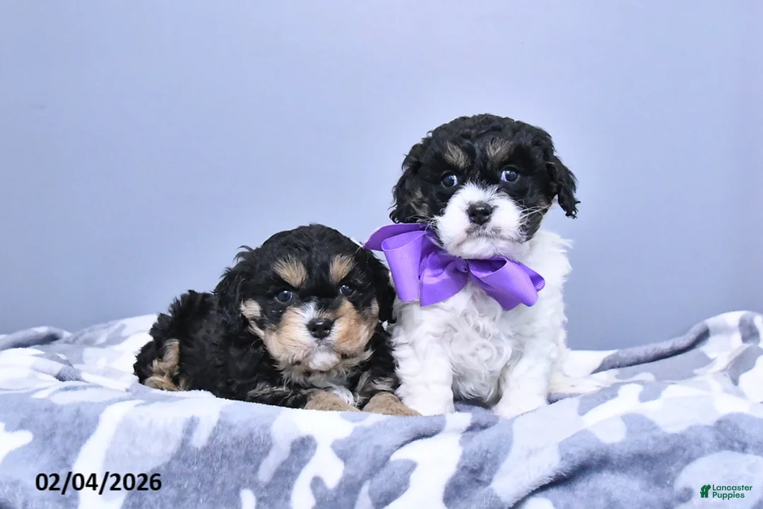 Cavapoo dogs for sale: Angel - Ad 5