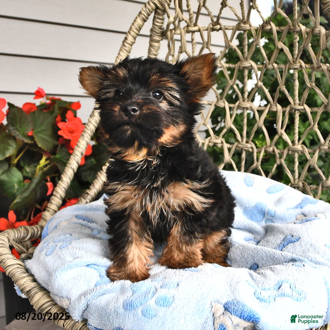 Yorkshire Terrier dogs for sale: Anthony - Ad 16