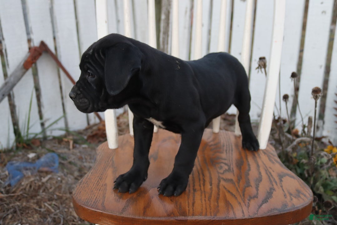 Cane Corso dogs for sale: Bradley  - Ad 2