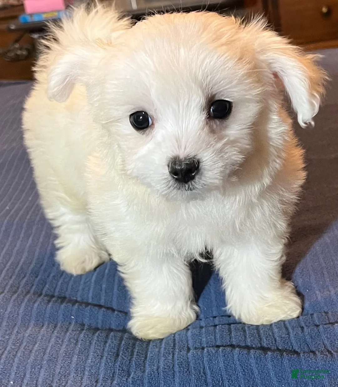 Maltese dogs for sale: Maltese 2 - Ad 1