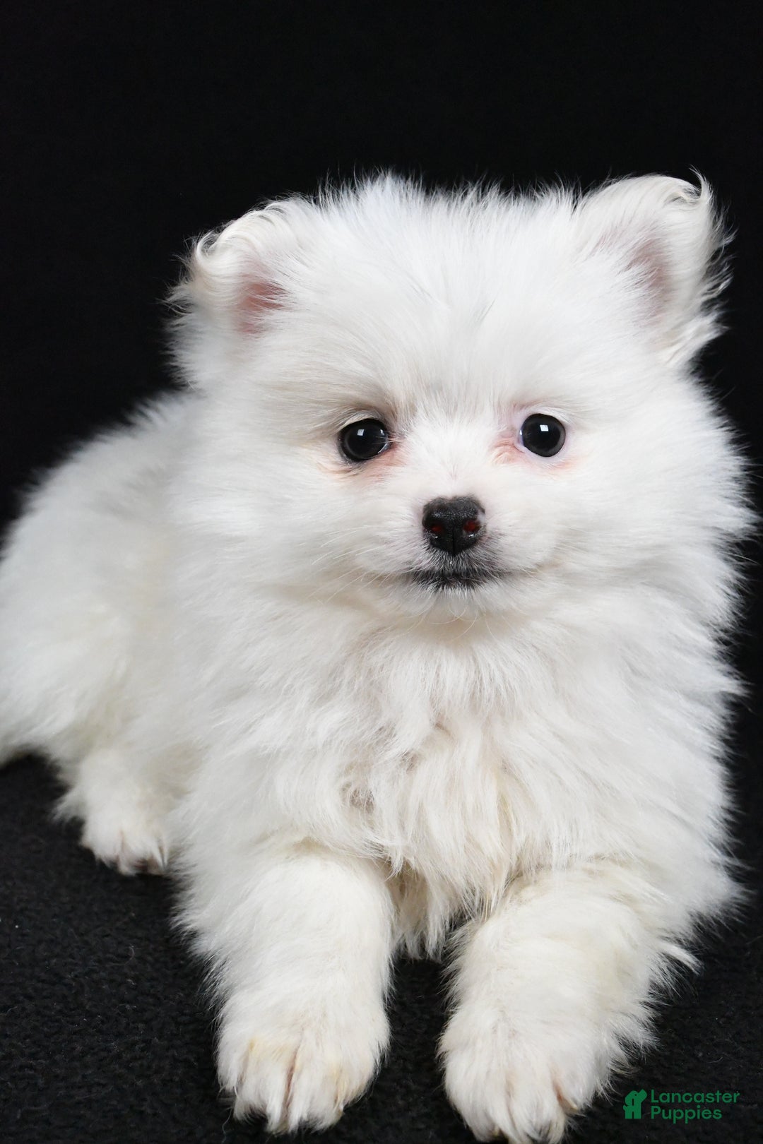 Pomeranian dogs for sale: Tula - Ad 4